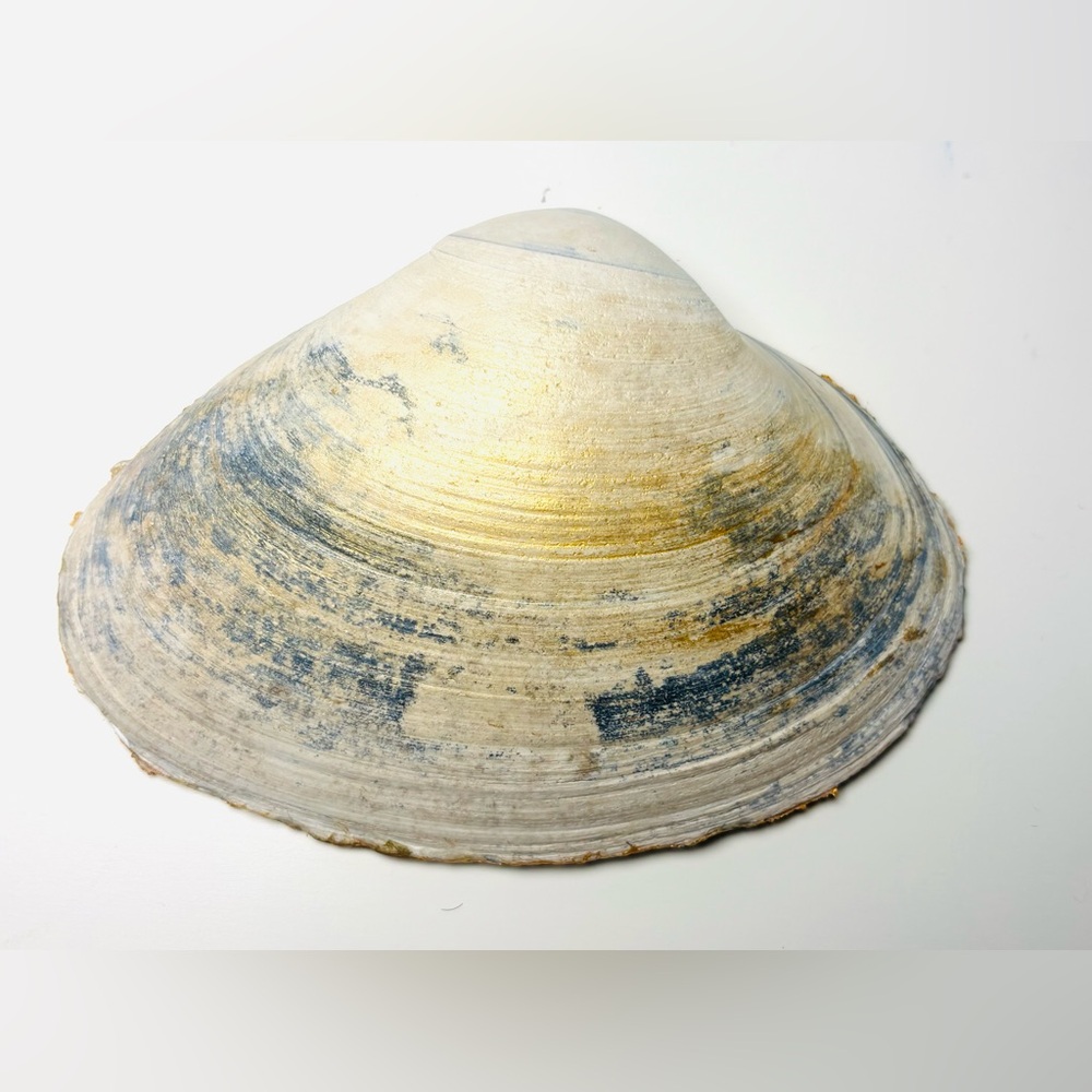 Handcrafted Clam Shell Ring Dish W/ Gold Botanical Decoupage Design - Picture 3 of 3